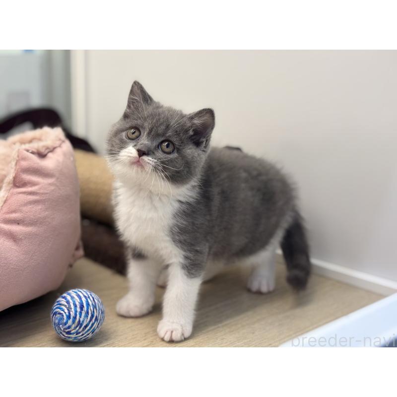 販売中の神奈川県のブリティッシュショートヘア-136608の12枚目