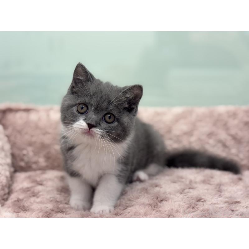 販売中の神奈川県のブリティッシュショートヘア-136608の11枚目