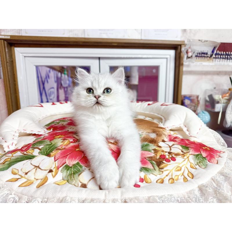 販売中の千葉県のペルシャ(チンチラ)-130787の2枚目