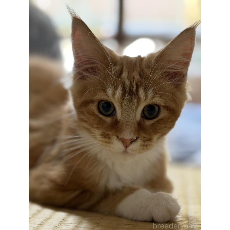 販売中の高知県のメインクーン-138405の6枚目