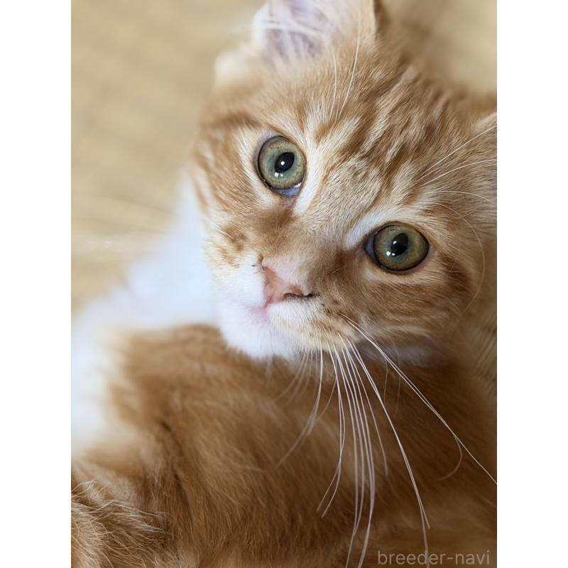 販売中の高知県のメインクーン-138405の5枚目