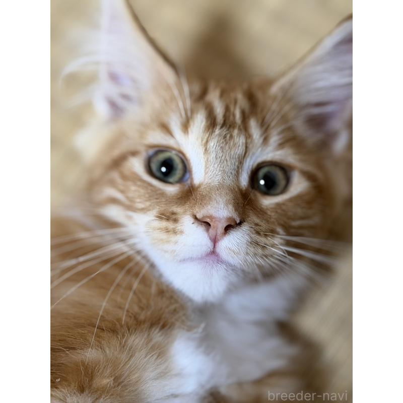 販売中の高知県のメインクーン-138405の4枚目