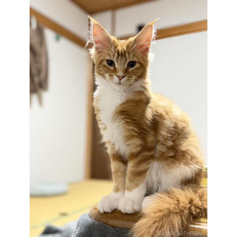 販売中の高知県のメインクーン-138405の3枚目