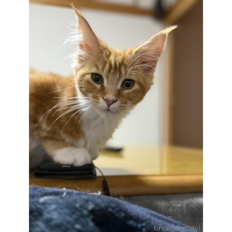 販売中の高知県のメインクーン-138405の2枚目