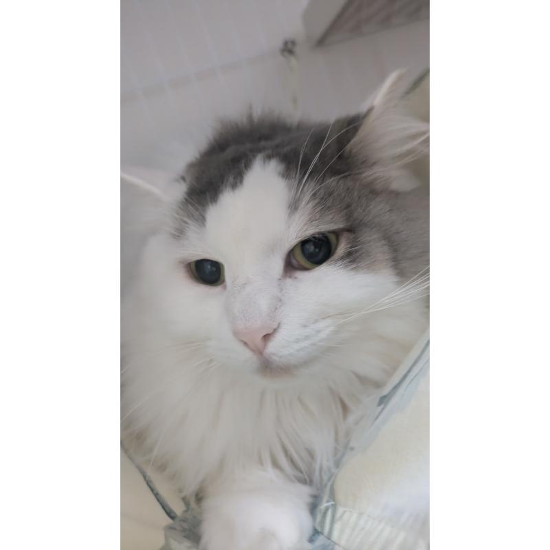 販売中の大阪府のマンチカン-124587の4枚目