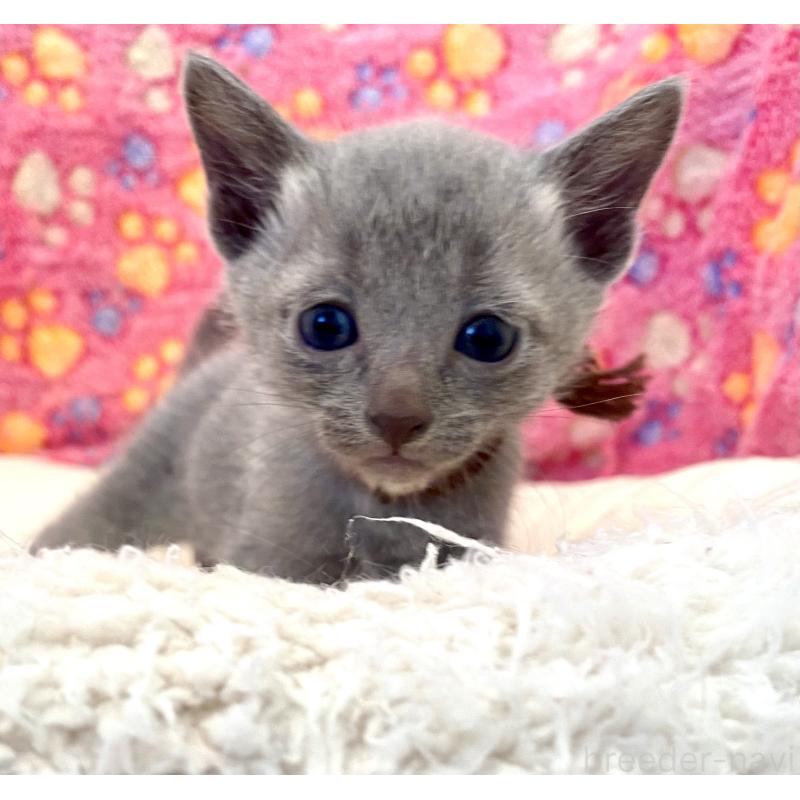 販売中の東京都のロシアンブルー-137892