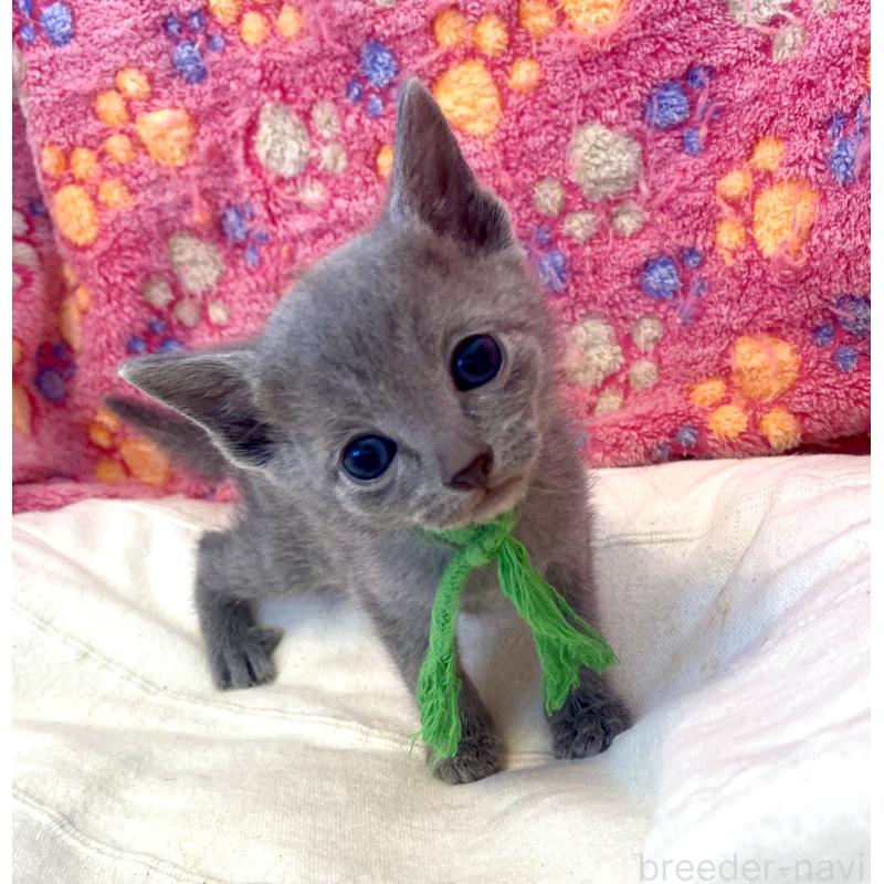 販売中の東京都のロシアンブルー-137893