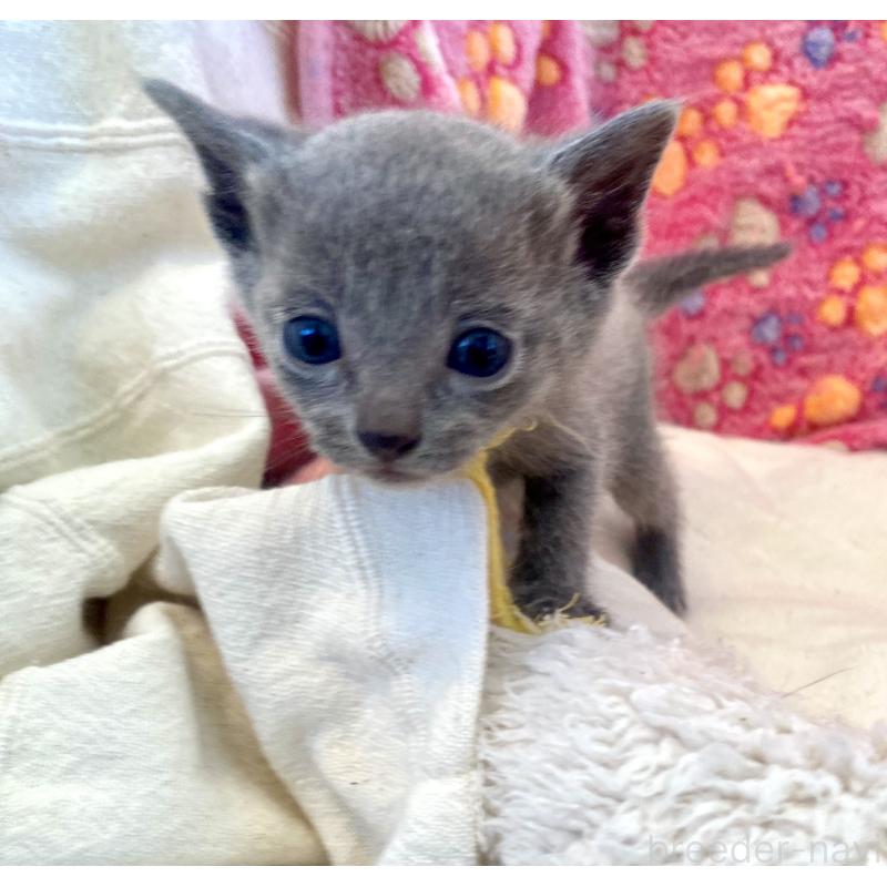 販売中の東京都のロシアンブルー-137894