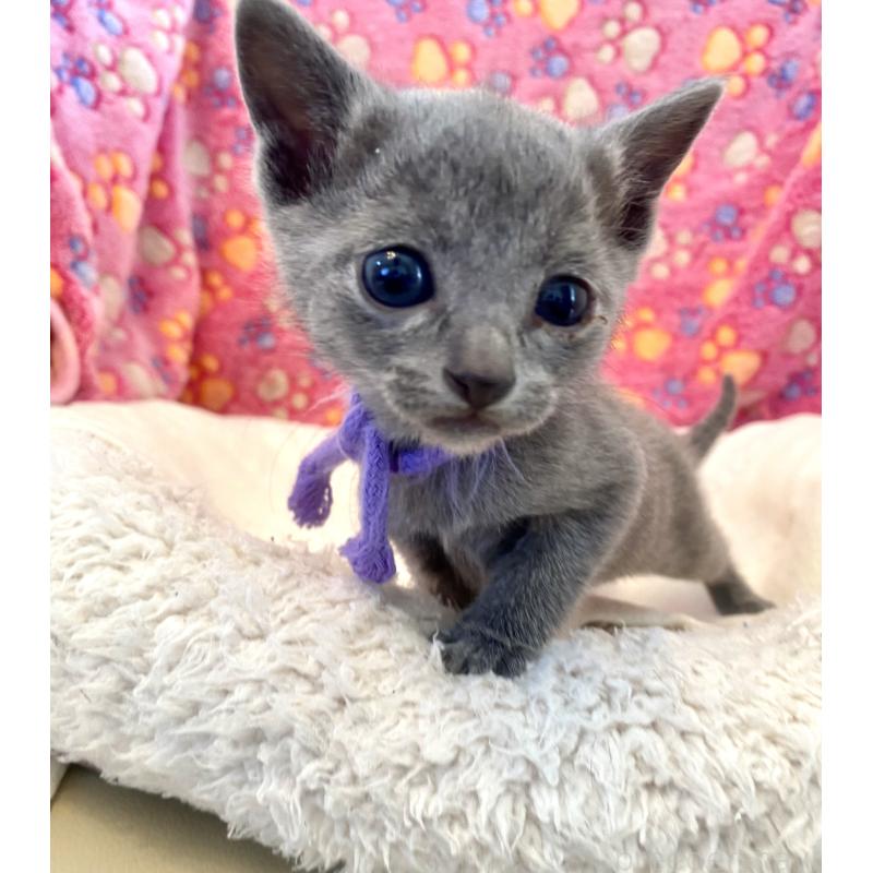 販売中の東京都のロシアンブルー-137895