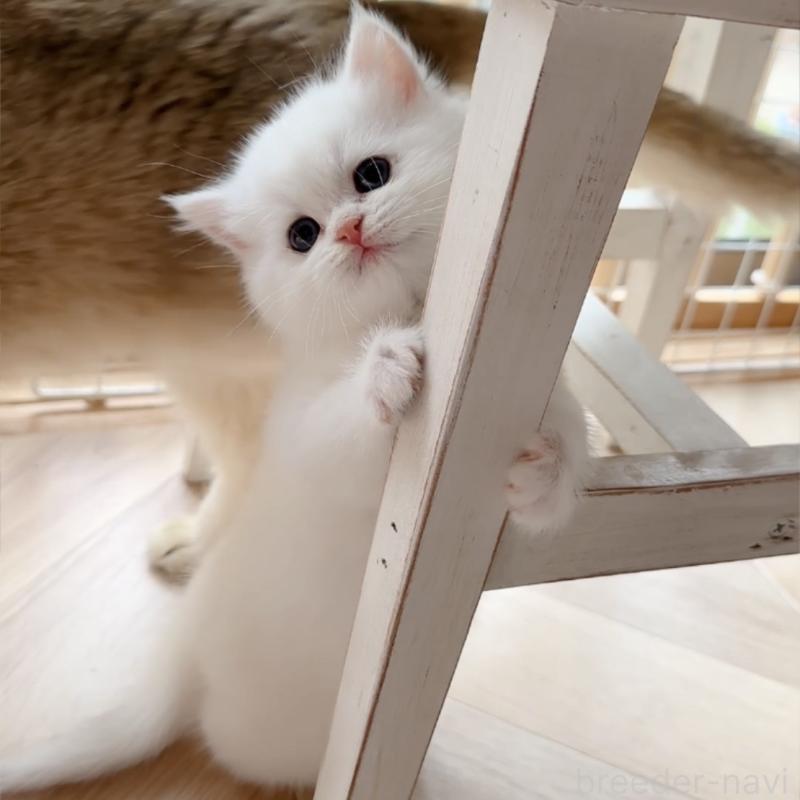 販売中の兵庫県のブリティッシュショートヘア-138427の1枚目