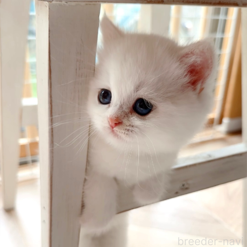 販売中の兵庫県のブリティッシュショートヘア-138427の4枚目