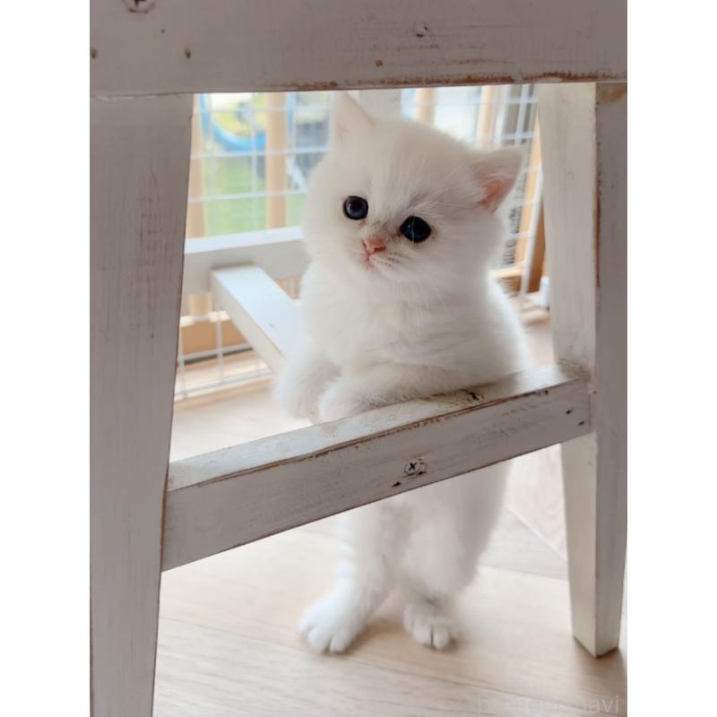 販売中の兵庫県のブリティッシュショートヘア-138427の3枚目