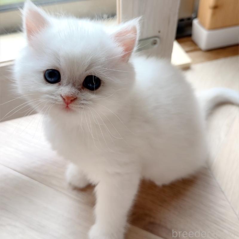 販売中の兵庫県のブリティッシュショートヘア-138427の2枚目