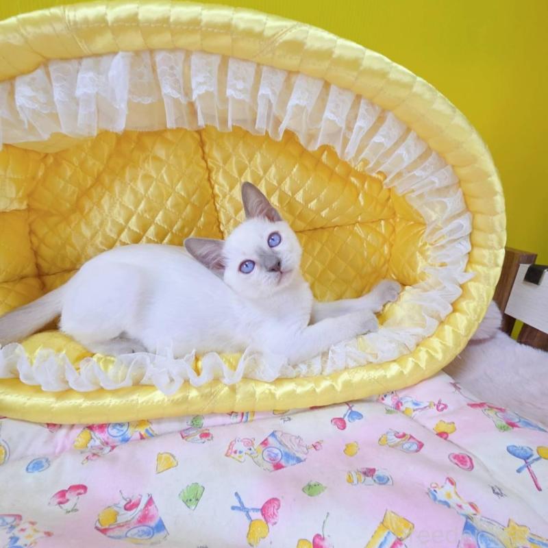 販売中の埼玉県のトンキニーズ-138430の5枚目