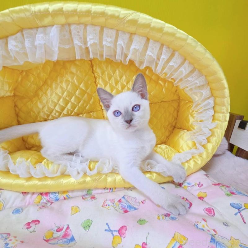 販売中の埼玉県のトンキニーズ-138430の4枚目