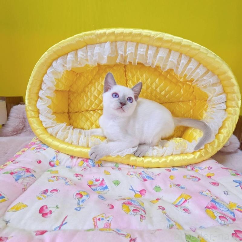 販売中の埼玉県のトンキニーズ-138430の2枚目