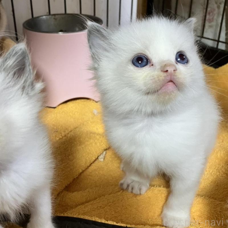 販売中の滋賀県のラグドール-138431