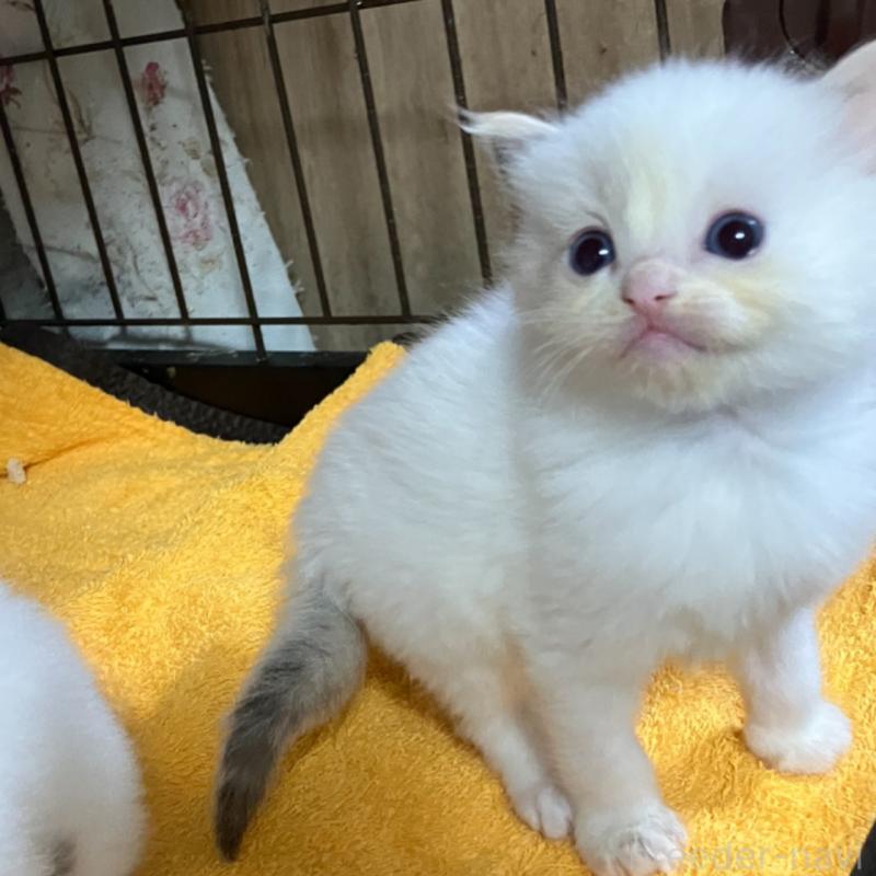 販売中の滋賀県のラグドール-138432の4枚目