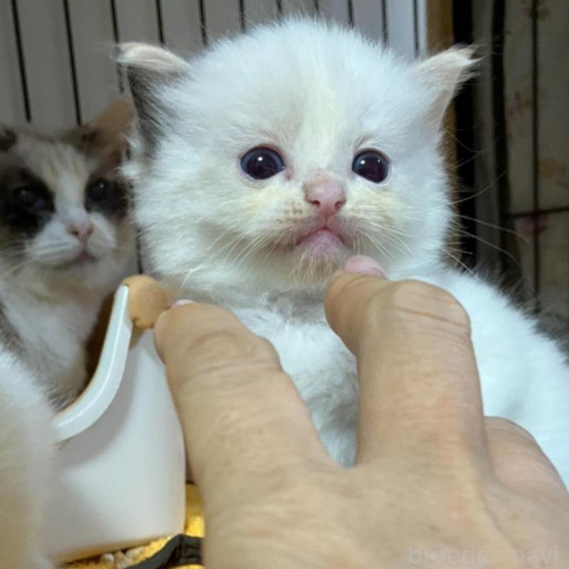 販売中の滋賀県のラグドール-138432の1枚目