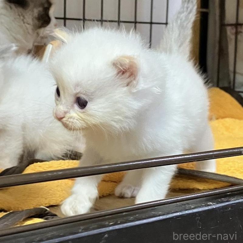 販売中の滋賀県のラグドール-138432の3枚目