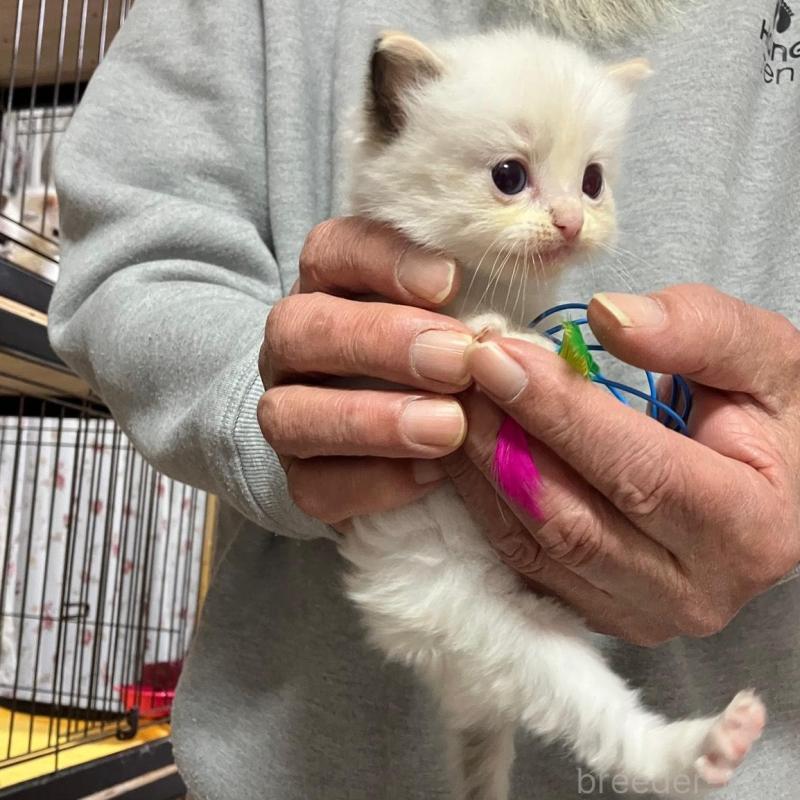 販売中の滋賀県のラグドール-138432の2枚目