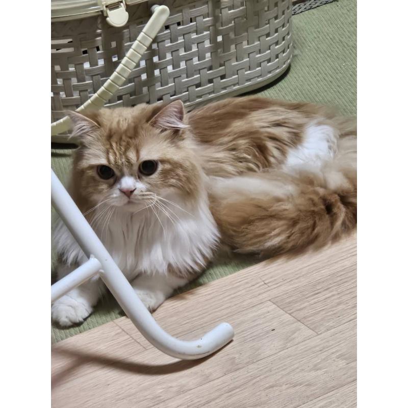 販売中の兵庫県のマンチカン(短足)-106323の7枚目