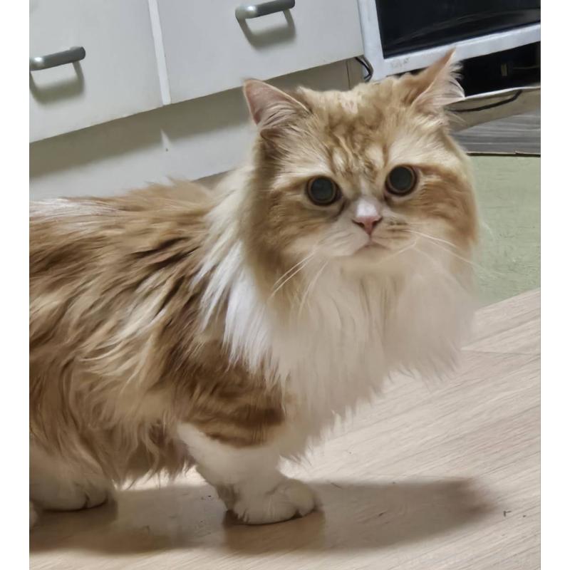 販売中の兵庫県のマンチカン(短足)-106323の6枚目