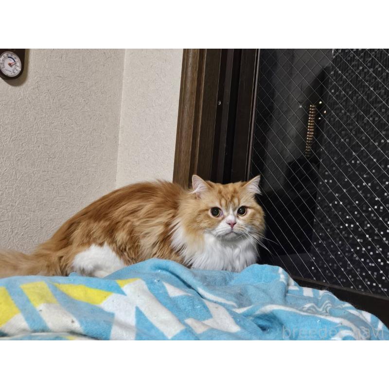 販売中の兵庫県のマンチカン(短足)-106323の5枚目