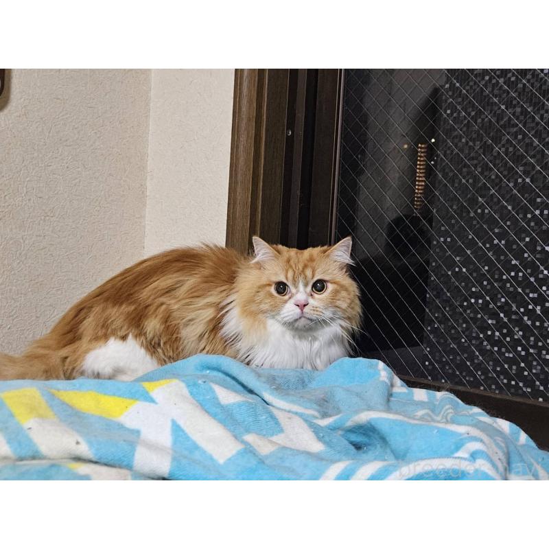 販売中の兵庫県のマンチカン(短足)-106323の4枚目