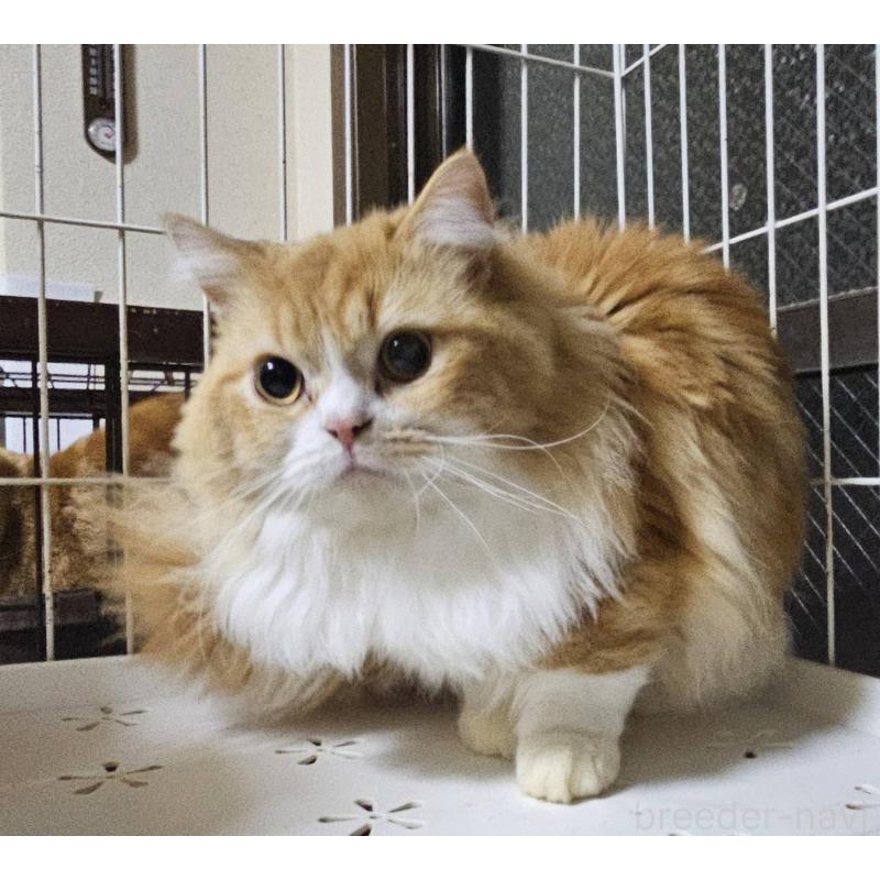 販売中の兵庫県のマンチカン(短足)-106323の3枚目