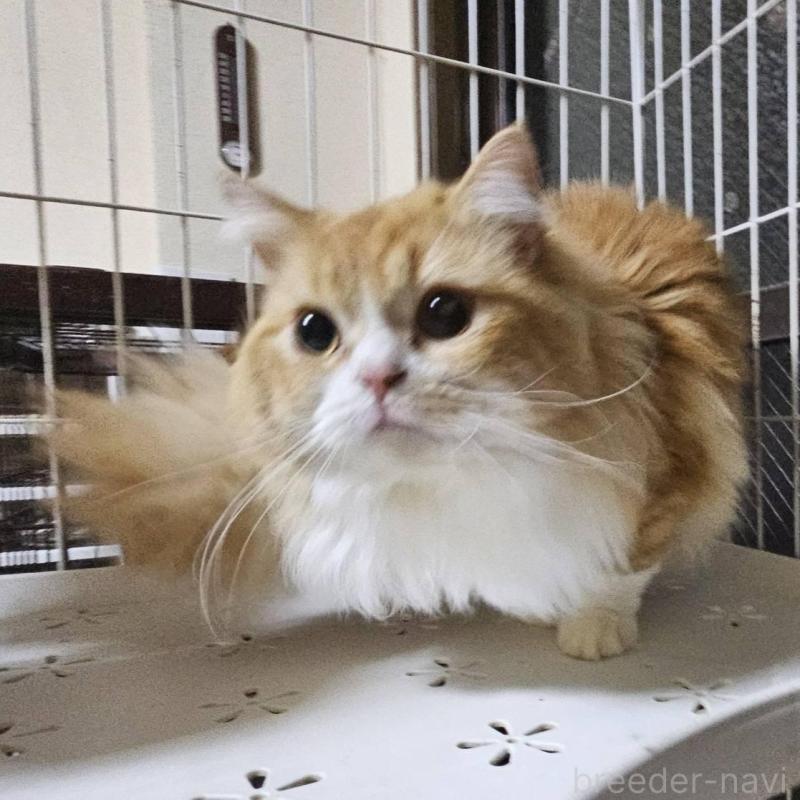 販売中の兵庫県のマンチカン(短足)-106323