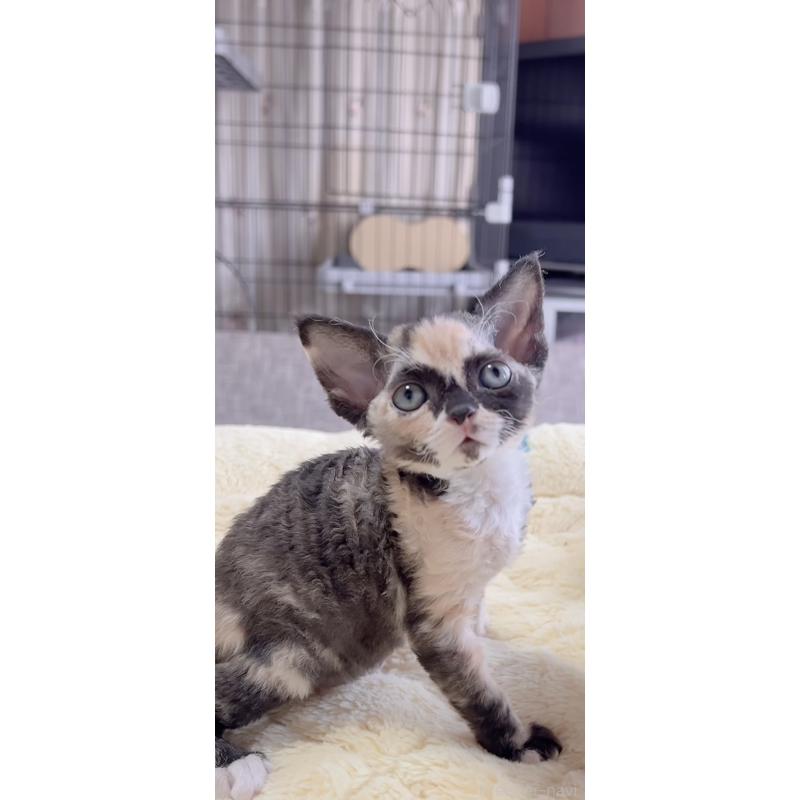 販売中の岐阜県のデボンレックス-138433の9枚目