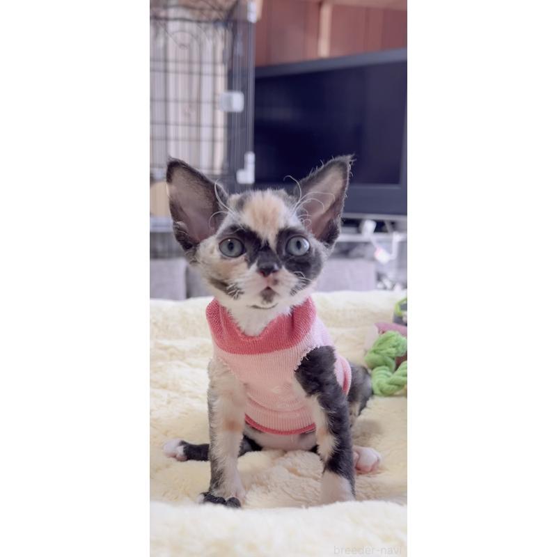 販売中の岐阜県のデボンレックス-138433の8枚目