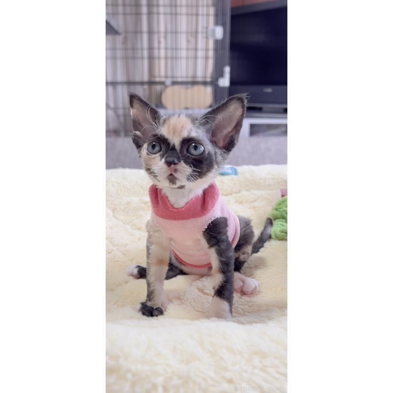 販売中の岐阜県のデボンレックス-138433の7枚目