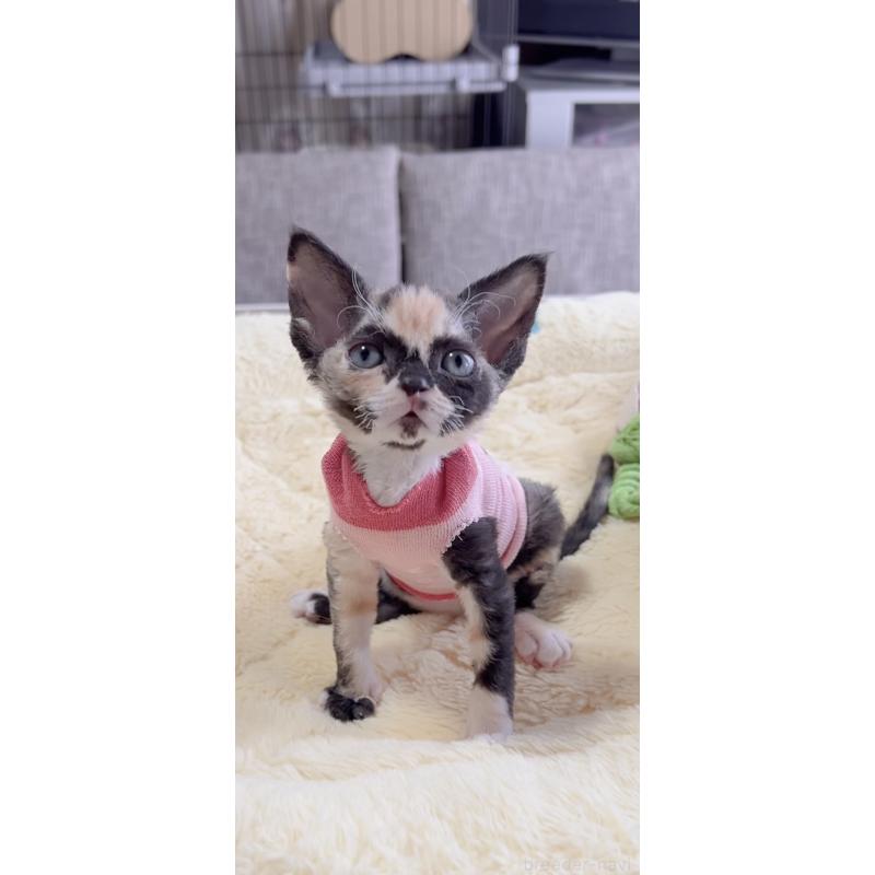 販売中の岐阜県のデボンレックス-138433の6枚目