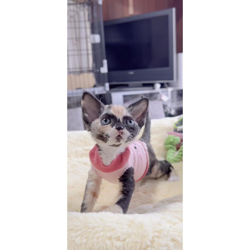 販売中の岐阜県のデボンレックス-138433の5枚目