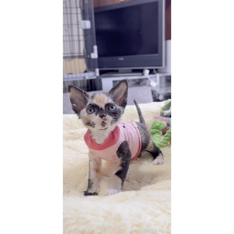 販売中の岐阜県のデボンレックス-138433の4枚目