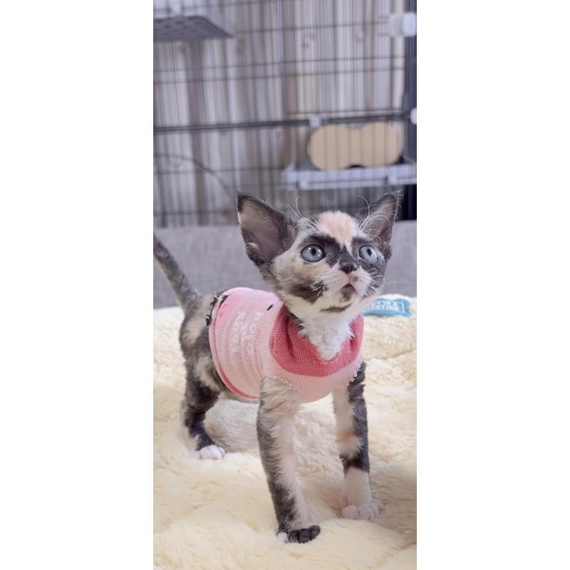 販売中の岐阜県のデボンレックス-138433の3枚目