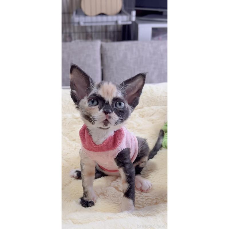 販売中の岐阜県のデボンレックス-138433の2枚目