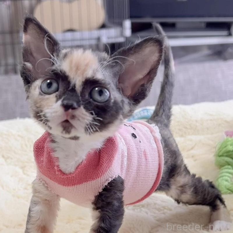 販売中の岐阜県のデボンレックス-138433の1枚目