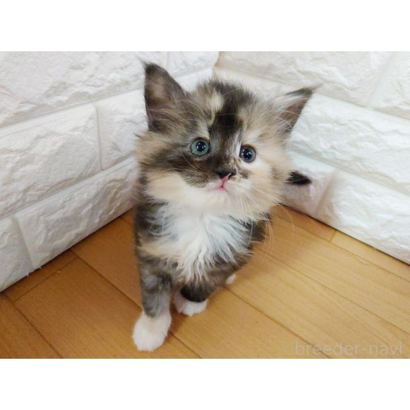 販売中の東京都のノルウェージャンフォレストキャット-138434の8枚目