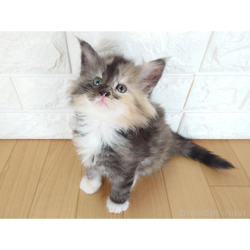 販売中の東京都のノルウェージャンフォレストキャット-138434の7枚目