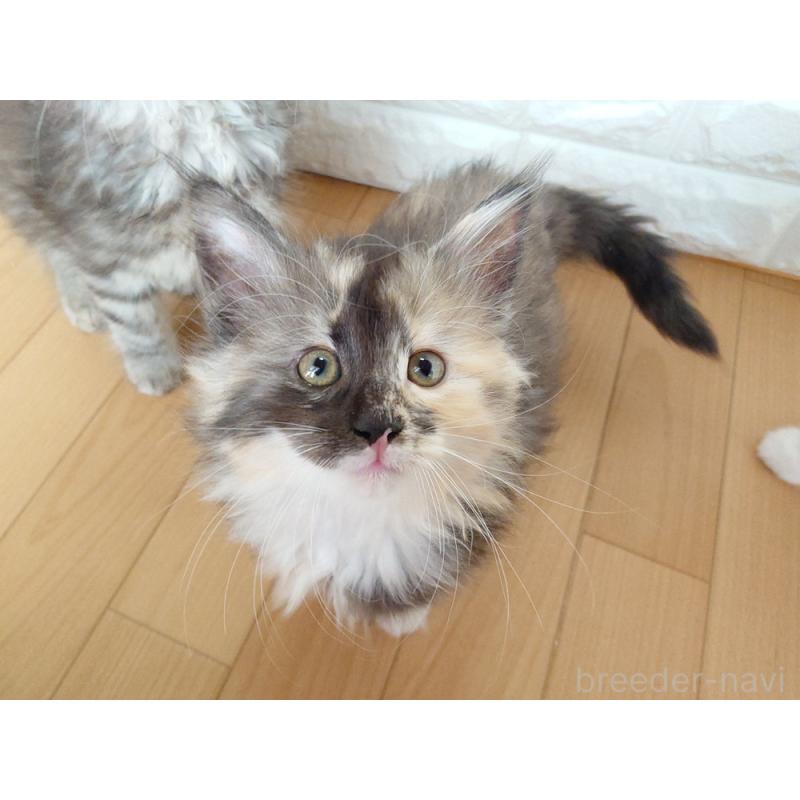 販売中の東京都のノルウェージャンフォレストキャット-138434の6枚目