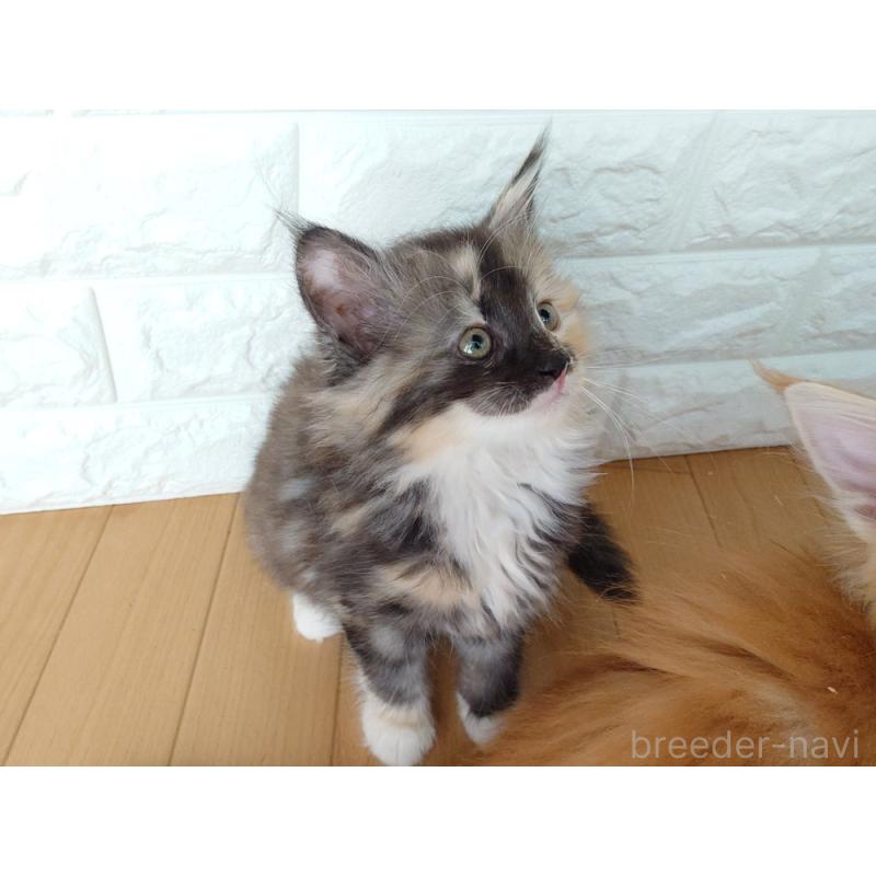 販売中の東京都のノルウェージャンフォレストキャット-138434の5枚目