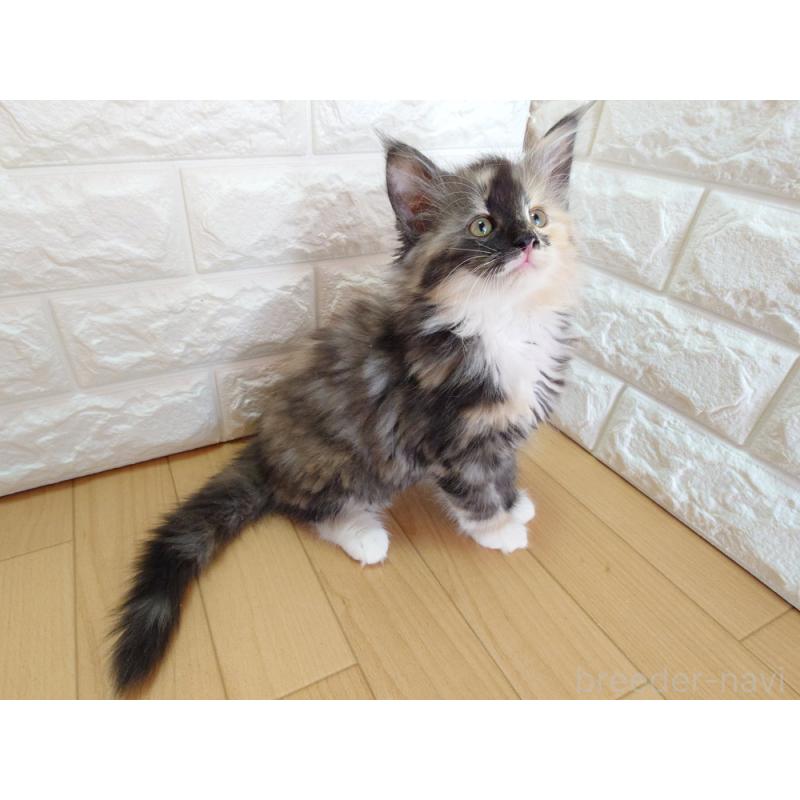 販売中の東京都のノルウェージャンフォレストキャット-138434の3枚目