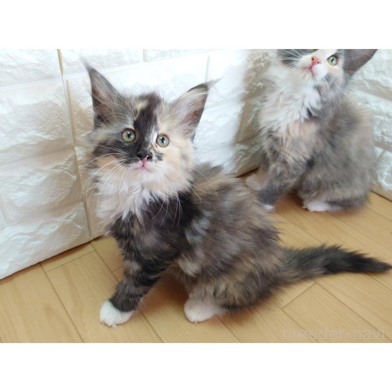 販売中の東京都のノルウェージャンフォレストキャット-138434の2枚目