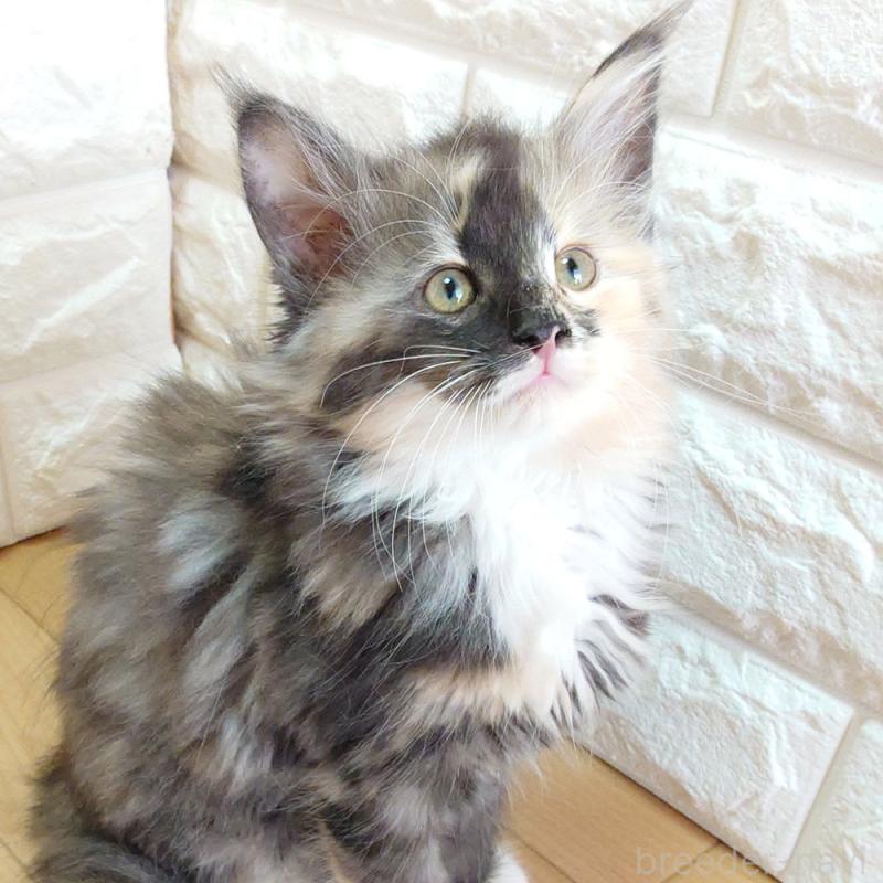 販売中の東京都のノルウェージャンフォレストキャット-138434