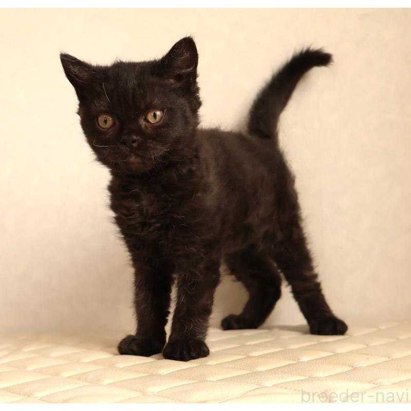 販売中の静岡県のセルカークレックス-134432の10枚目