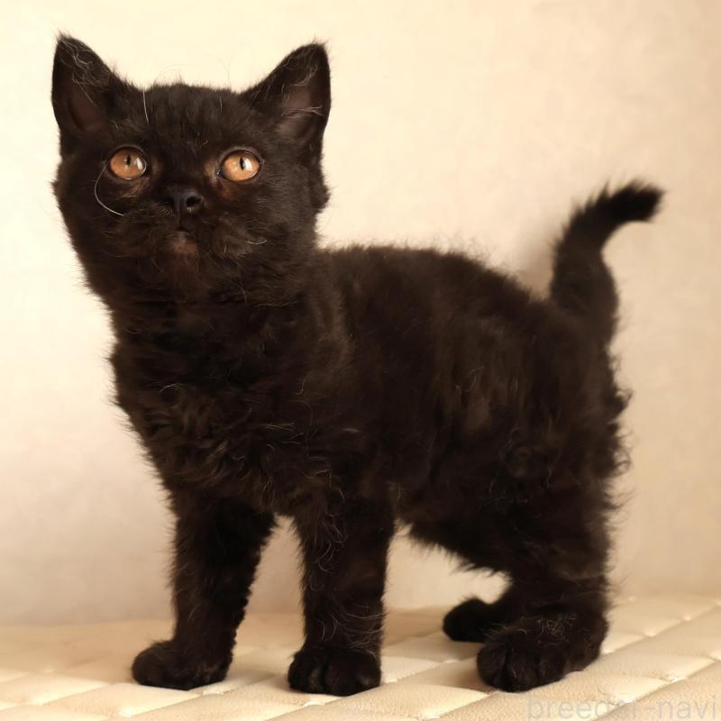 販売中の静岡県のセルカークレックス-134432の9枚目