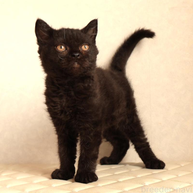 販売中の静岡県のセルカークレックス-134432